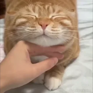 Котики #1 ️ — 35
