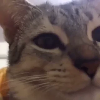 Котики #1 ️ — 36