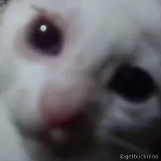 Котики #1 ️ — 37