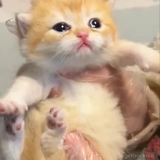 Котики #1 ️ — 38