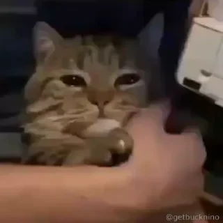 Котики #1 ️ — 40