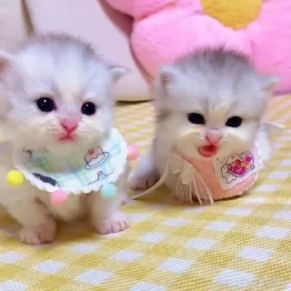 Котики #1 ️ — 5