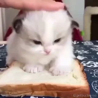 Котики #1 ️ — 41