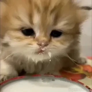 Котики #1 ️ — 42