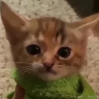 Котики #1 ️ — 43