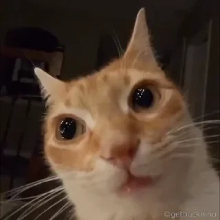 Котики #1 ️ — 44