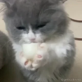 Котики #1 ️ — 45
