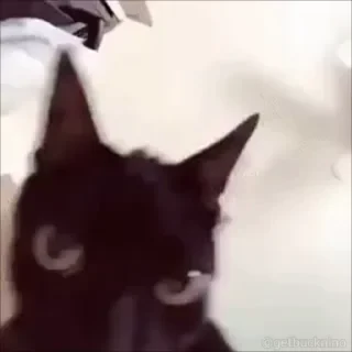 Котики #1 ️ — 46
