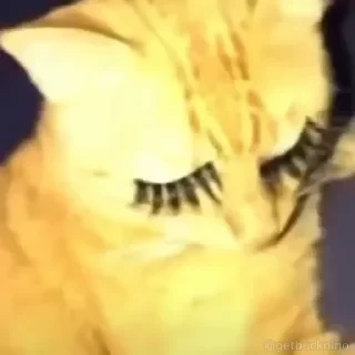 Котики #1 ️ — 47