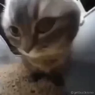 Котики #1 ️ — 48