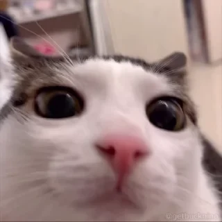 Котики #1 ️ — 49