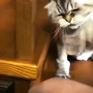 Котики #1 ️ — 50