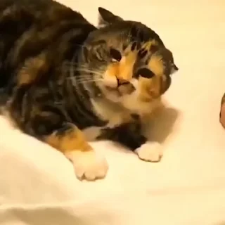 Котики #1 ️ — 6