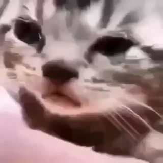 Котики #1 ️ — 7