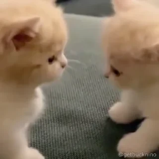 Котики #1 ️ — 8