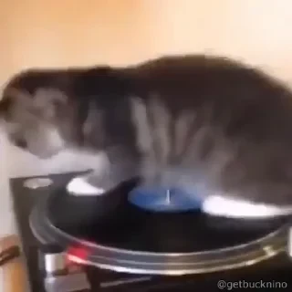 Котики #1 ️ — 9