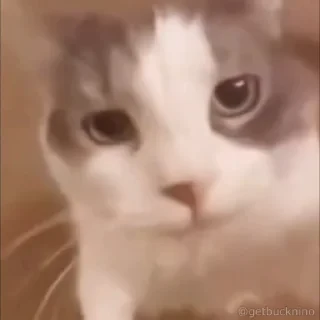 Котики #1 ️ — 10