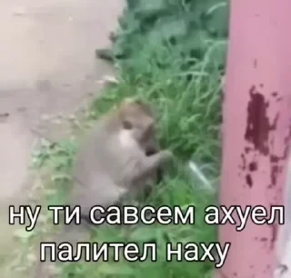 Крутые бибизяны — 2