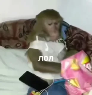 Крутые бибизяны — 11