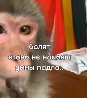 Крутые бибизяны — 15
