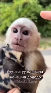 Крутые бибизяны — 16