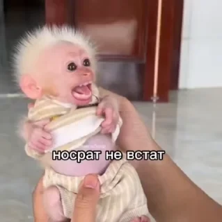 Крутые бибизяны — 17