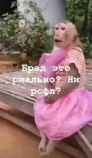 Крутые бибизяны — 3