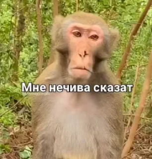 Крутые бибизяны — 25