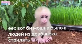Крутые бибизяны — 26