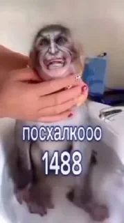Крутые бибизяны — 28