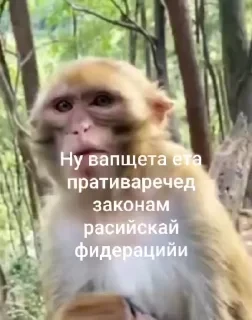 Крутые бибизяны — 29