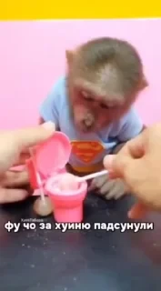 Крутые бибизяны — 33
