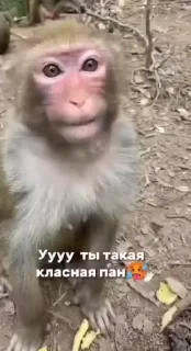 Крутые бибизяны — 35