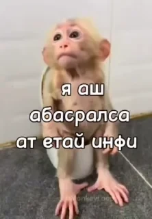 Крутые бибизяны — 37