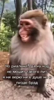 Крутые бибизяны — 38