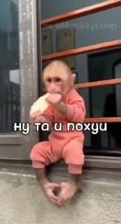 Крутые бибизяны — 39