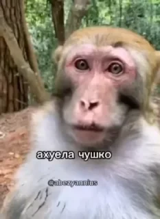 Крутые бибизяны — 40