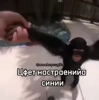Крутые бибизяны — 43