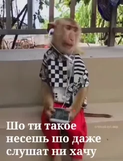 Крутые бибизяны — 45