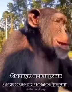 Крутые бибизяны — 46
