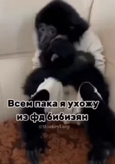 Крутые бибизяны — 47