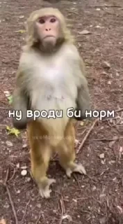 Крутые бибизяны — 48