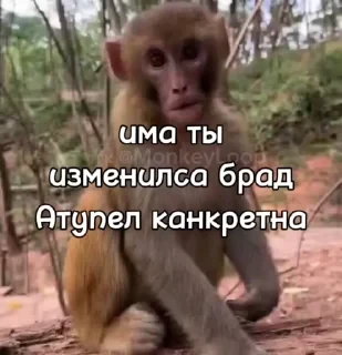 Крутые бибизяны — 49