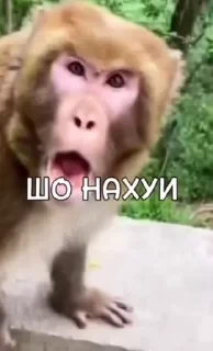Крутые бибизяны — 50