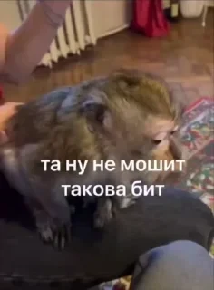 Крутые бибизяны — 6