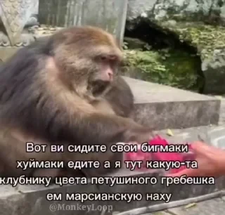 Крутые бибизяны — 8
