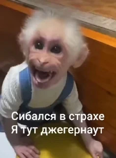Крутые бибизяны — 9