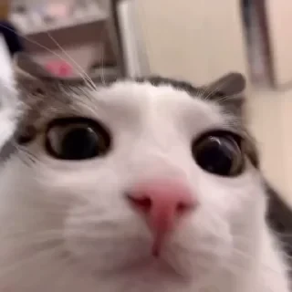 Кто такой СТИКЕРЫ 👇 @ok_sticker_bot — 1