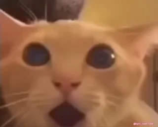 Кто такой СТИКЕРЫ 👇 @ok_sticker_bot — 2