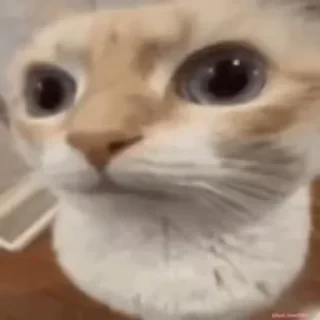 Кто такой СТИКЕРЫ 👇 @ok_sticker_bot — 19